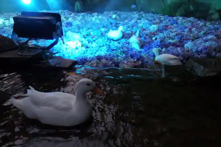楽法寺(雨引観音)の動物