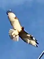 日枝神社の動物