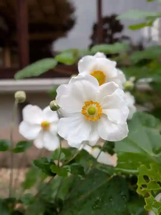 鳩森八幡神社の自然