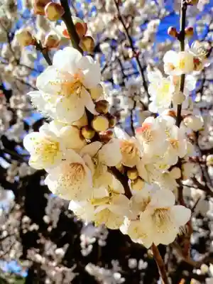 福蔵院(東京都)