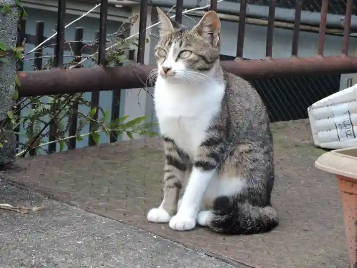 山王神社の動物