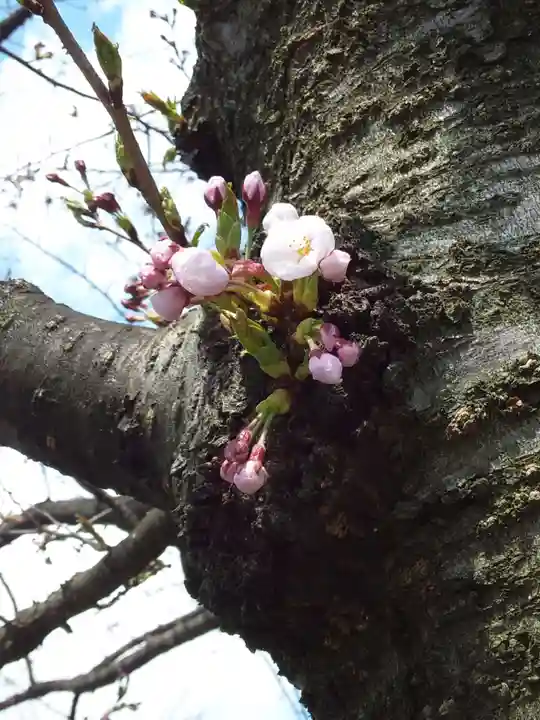 青森縣護國神社の自然