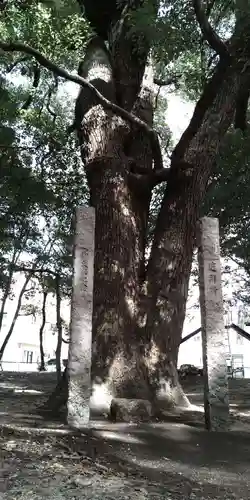 厳島神社の自然
