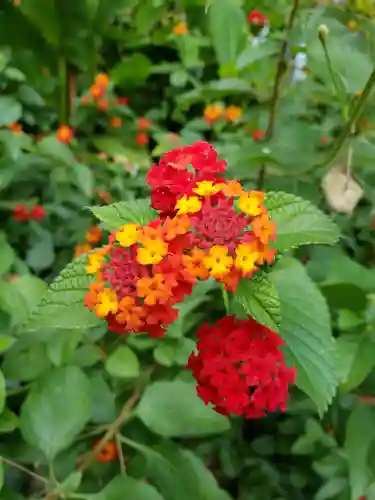 鷺宮八幡神社の自然