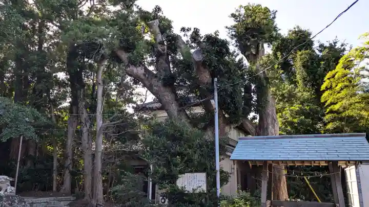 愛宕神社の自然