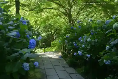 明月院(神奈川県)