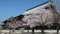 本山専修寺の自然