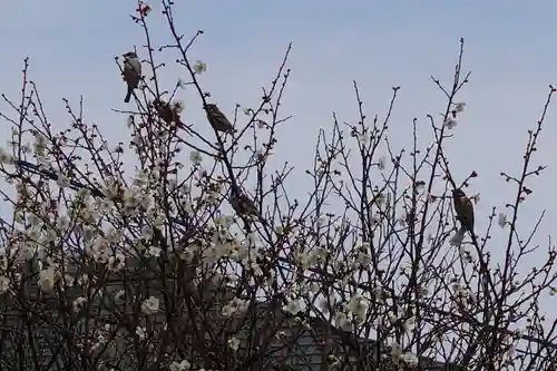 菅原天満宮（菅原神社）の動物