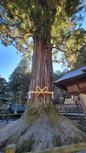 北口本宮冨士浅間神社の自然