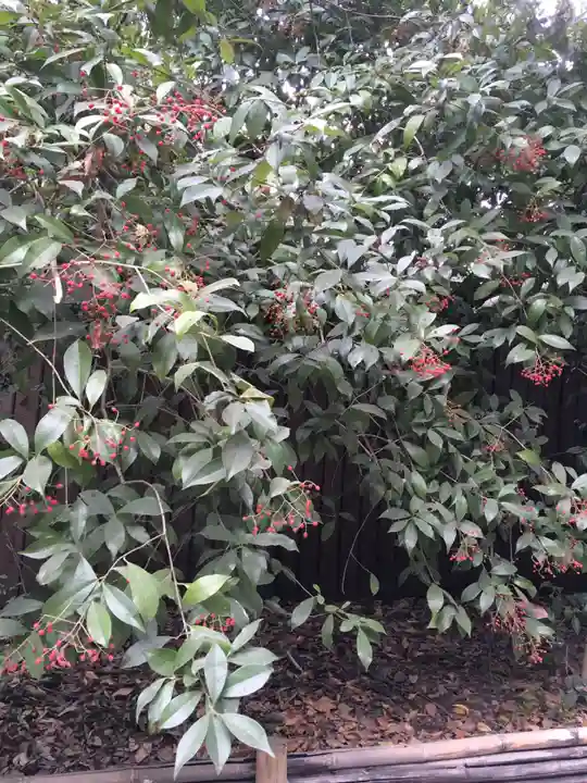 賀茂御祖神社(下鴨神社)の自然