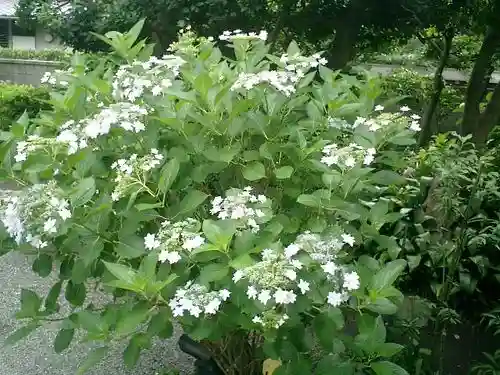 實相寺（実相寺）の自然