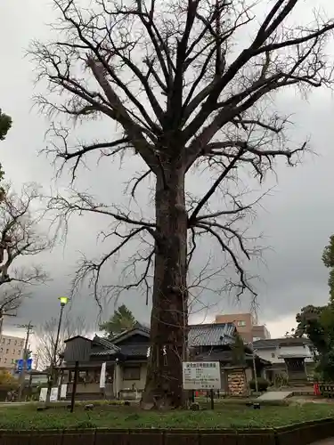 飯香岡八幡宮の自然