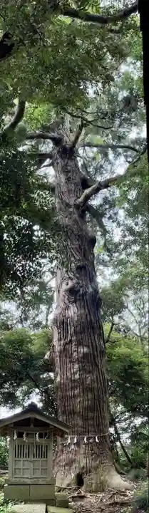 日吉神社(千葉県)