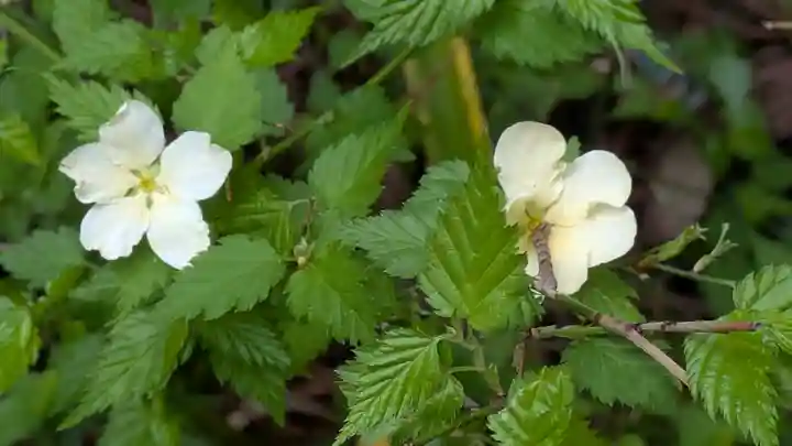 椎尾神社(大阪府)
