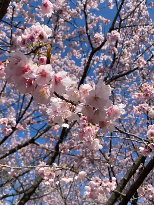 氷川女體神社の{uncategorized: "未分類", other: "その他", undefined: "問題あり", building: "その他建物", grave: "お墓", sacred_gate: "鳥居", guardian: "狛犬", statue: "像", buddha: "仏像", history: "歴史", nature: "自然", garden: "庭園", animal: "動物", pagoda: "塔", temizu: "手水舎", mountain_gate: "山門・神門", sanctuary: "本殿・本堂", subordinate: "末社・摂社", art: "芸術", scenery: "景色", jizo: "地蔵", ema: "絵馬", goshuin: "御朱印", omikuji: "おみくじ", items: "授与品その他", amulet: "お守り", goshuincho: "御朱印帳", eats: "食事", festival: "お祭り", votive_dance: "神楽", shichigosan: "七五三参", wedding: "結婚式", experience: "体験その他", initially: "初詣", around: "周辺", anti_infection: "感染症対策"}