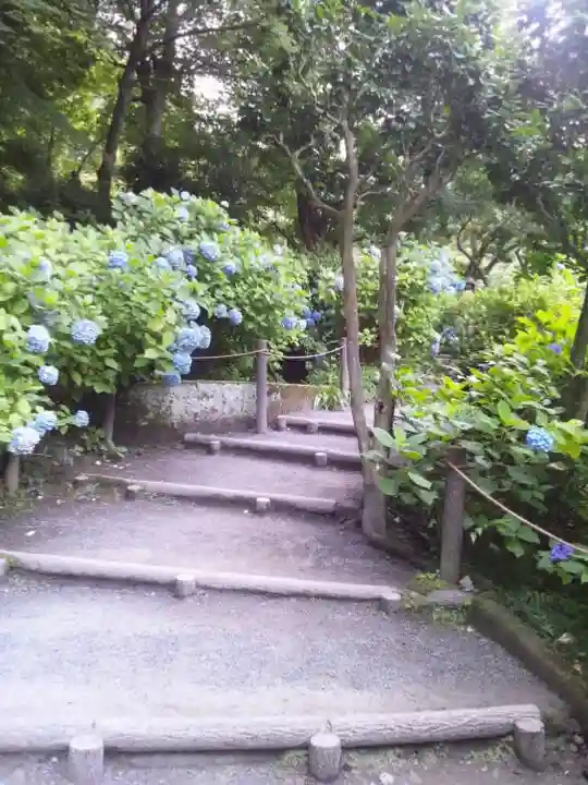 明月院(神奈川県)