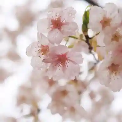 天王山 安楽寺(福井県)