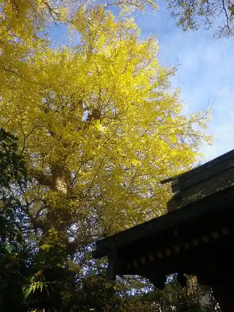 由比若宮(元鶴岡八幡宮)の自然