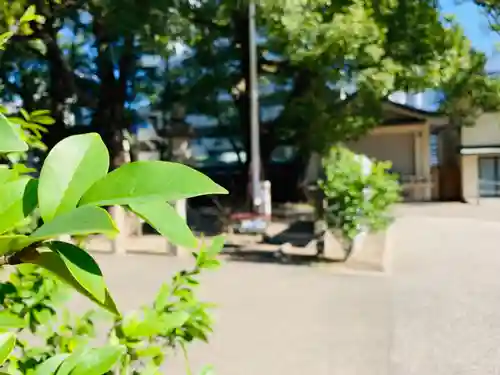 若宮八幡社の自然