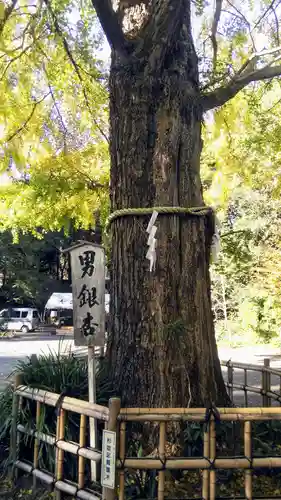 大宮八幡宮の自然