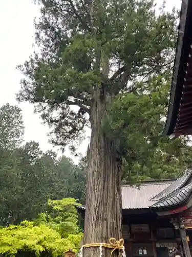 北口本宮冨士浅間神社の自然