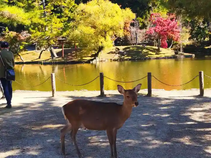 東大寺(奈良県)