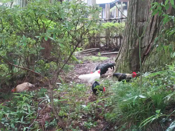 大崎八幡宮(宮城県)