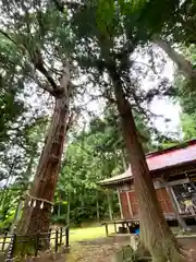 飯縄神社 里宮（皇足穂命神社）の自然