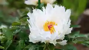 金蛇水神社(宮城県)(2023年04月30日(日) 11時47分14秒投稿)