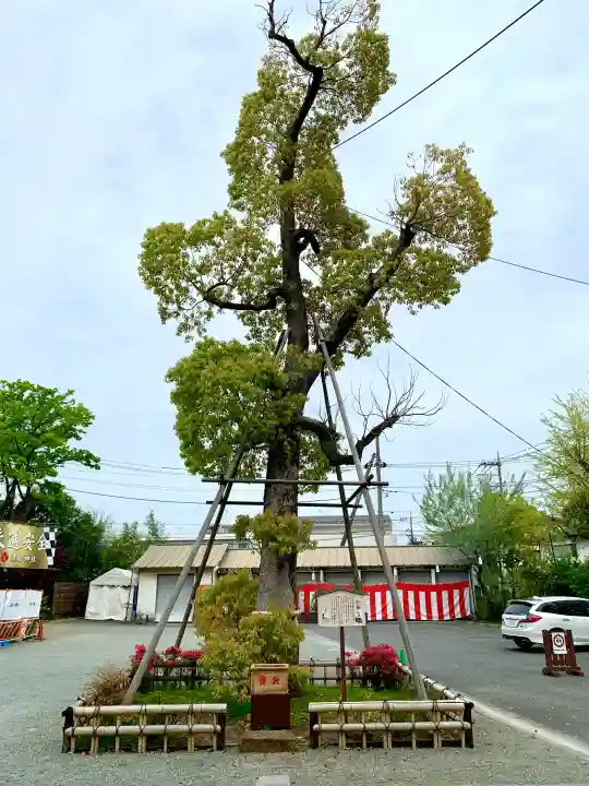 溝口神社の{uncategorized: "未分類", other: "その他", undefined: "問題あり", building: "その他建物", grave: "お墓", sacred_gate: "鳥居", guardian: "狛犬", statue: "像", buddha: "仏像", history: "歴史", nature: "自然", garden: "庭園", animal: "動物", pagoda: "塔", temizu: "手水舎", mountain_gate: "山門・神門", sanctuary: "本殿・本堂", subordinate: "末社・摂社", art: "芸術", scenery: "景色", jizo: "地蔵", ema: "絵馬", goshuin: "御朱印", omikuji: "おみくじ", items: "授与品その他", amulet: "お守り", goshuincho: "御朱印帳", eats: "食事", festival: "お祭り", votive_dance: "神楽", shichigosan: "七五三参", wedding: "結婚式", experience: "体験その他", initially: "初詣", around: "周辺", anti_infection: "感染症対策"}