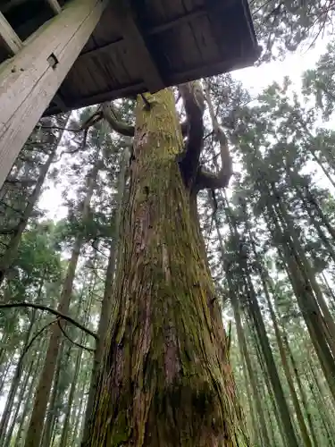 平田神社の自然