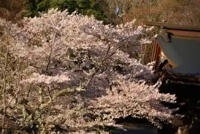 田村大元神社の自然