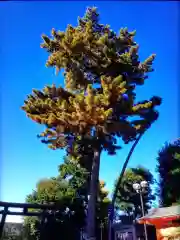 中野沼袋氷川神社(東京都)