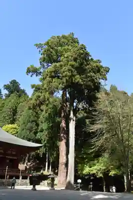 比叡山延暦寺の自然