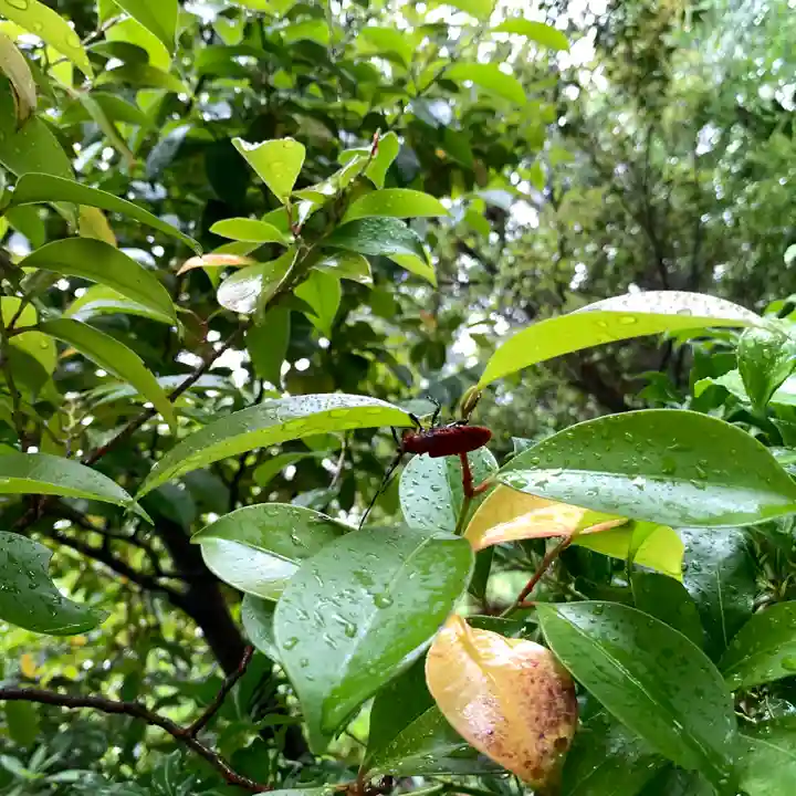 寒川神社の動物