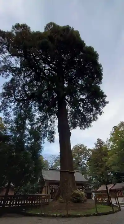 狭野神社の自然