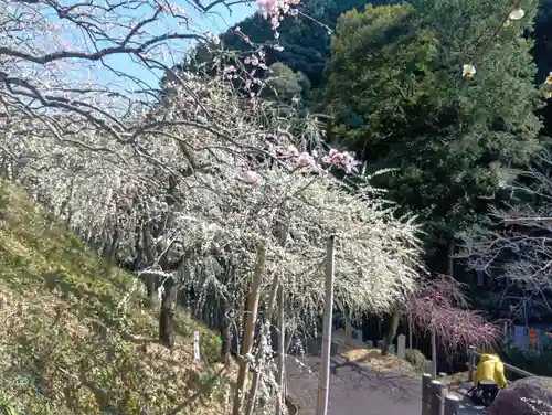 大縣神社(愛知県)