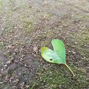 伏木香取神社の自然(2019年08月23日(金) 19時21分00秒投稿)