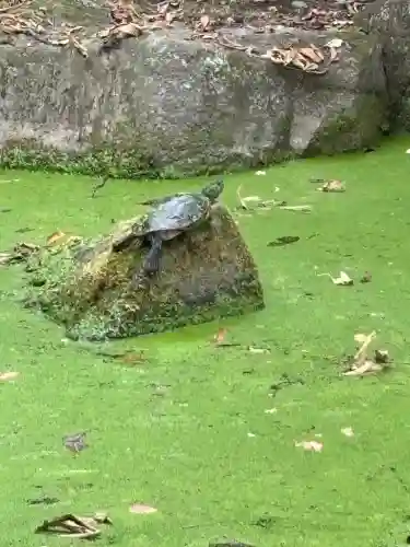 帯廣神社の動物