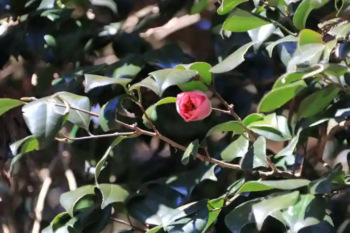 多賀神社の自然