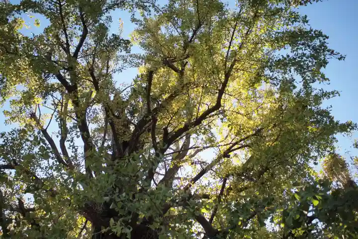 飛木稲荷神社の自然