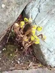 東林寺の自然