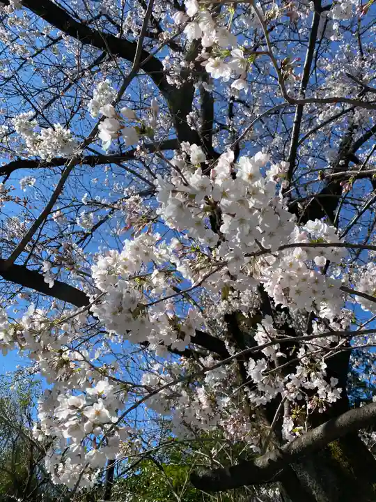 阿佐ヶ谷神明宮の自然