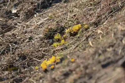長屋神社の自然