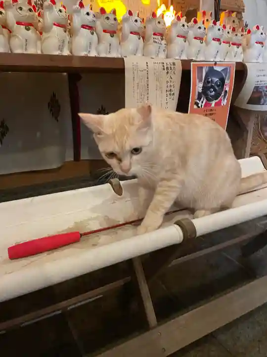 王子神社の動物