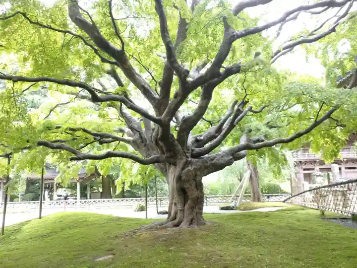 千如寺大悲王院の自然