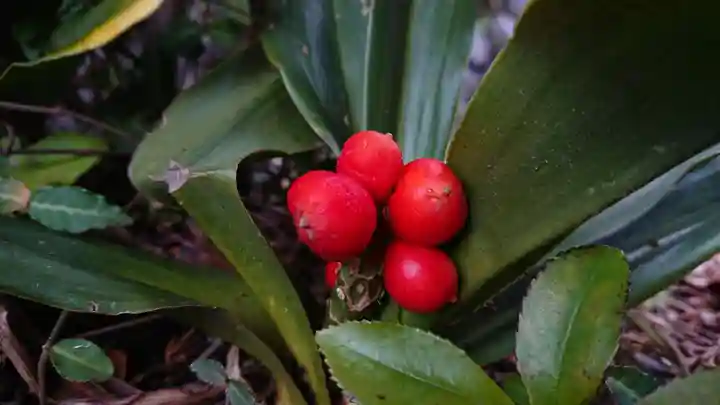 大岩子安神社(静岡県)