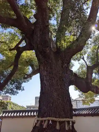 大聖観音寺（あびこ観音）の自然