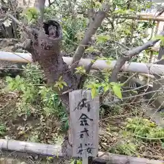 妙蓮寺の建物その他