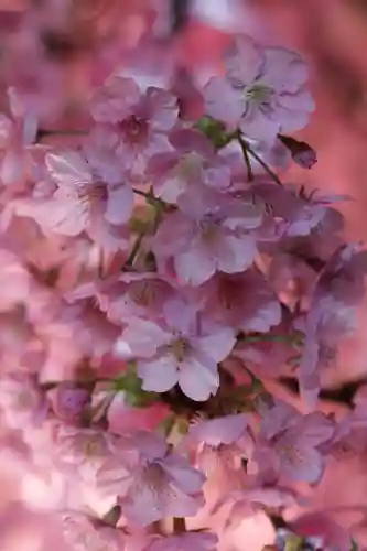 桜神宮(東京都)